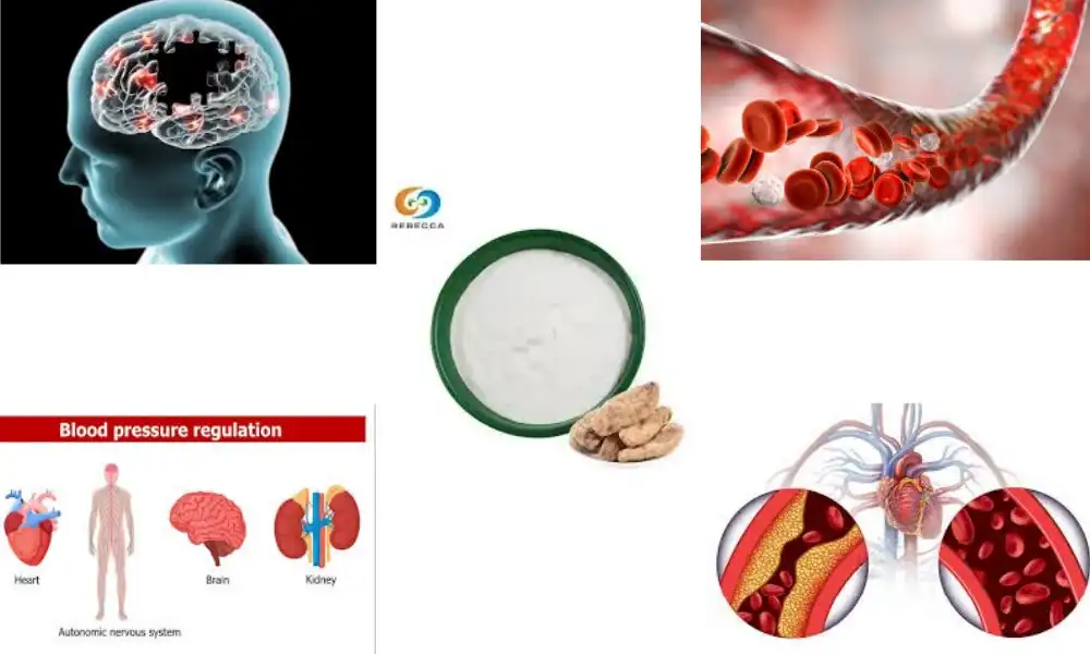How Gastrodin Powder Helps With Blood Circulation?